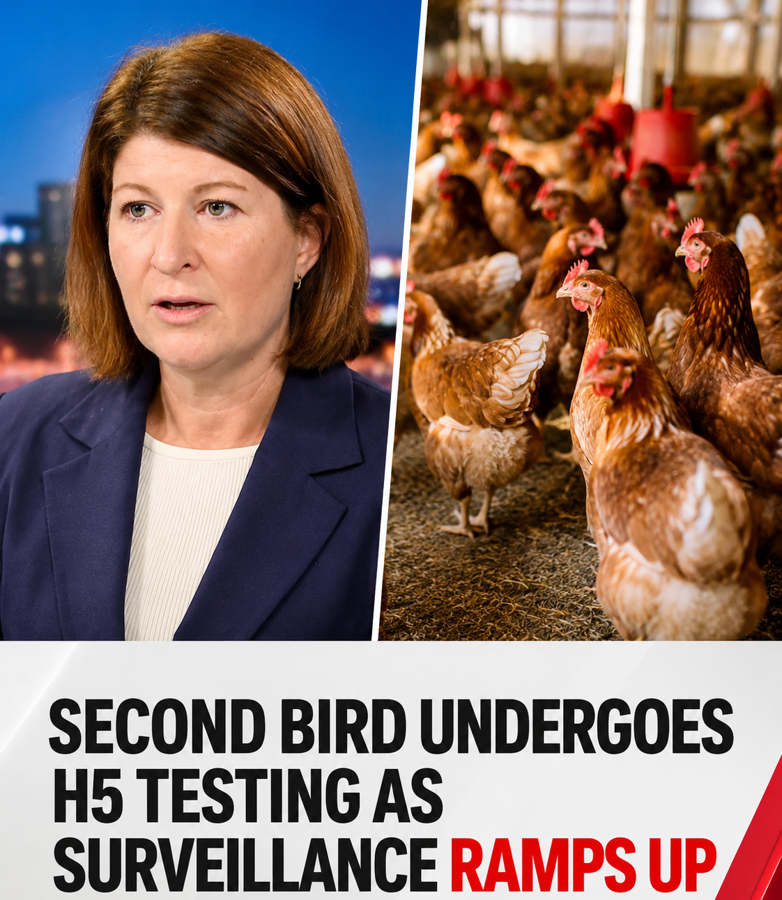 Australia bird flu surveillance and reporting of sick birds