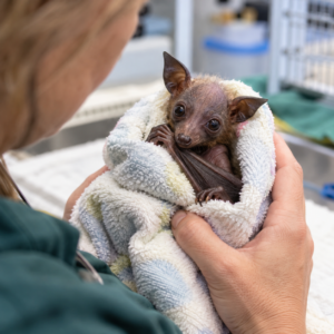 Illustrative flying-fox pup receiving care; only trained, vaccinated carers should handle bats